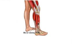 Huyệt Quang Minh nằm ở đâu? Xác định vị trí, tác dụng và cách tác động